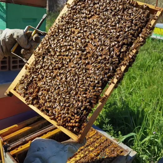 Un favo carico di api sollevato dall'arnia durante la visita all'apiario