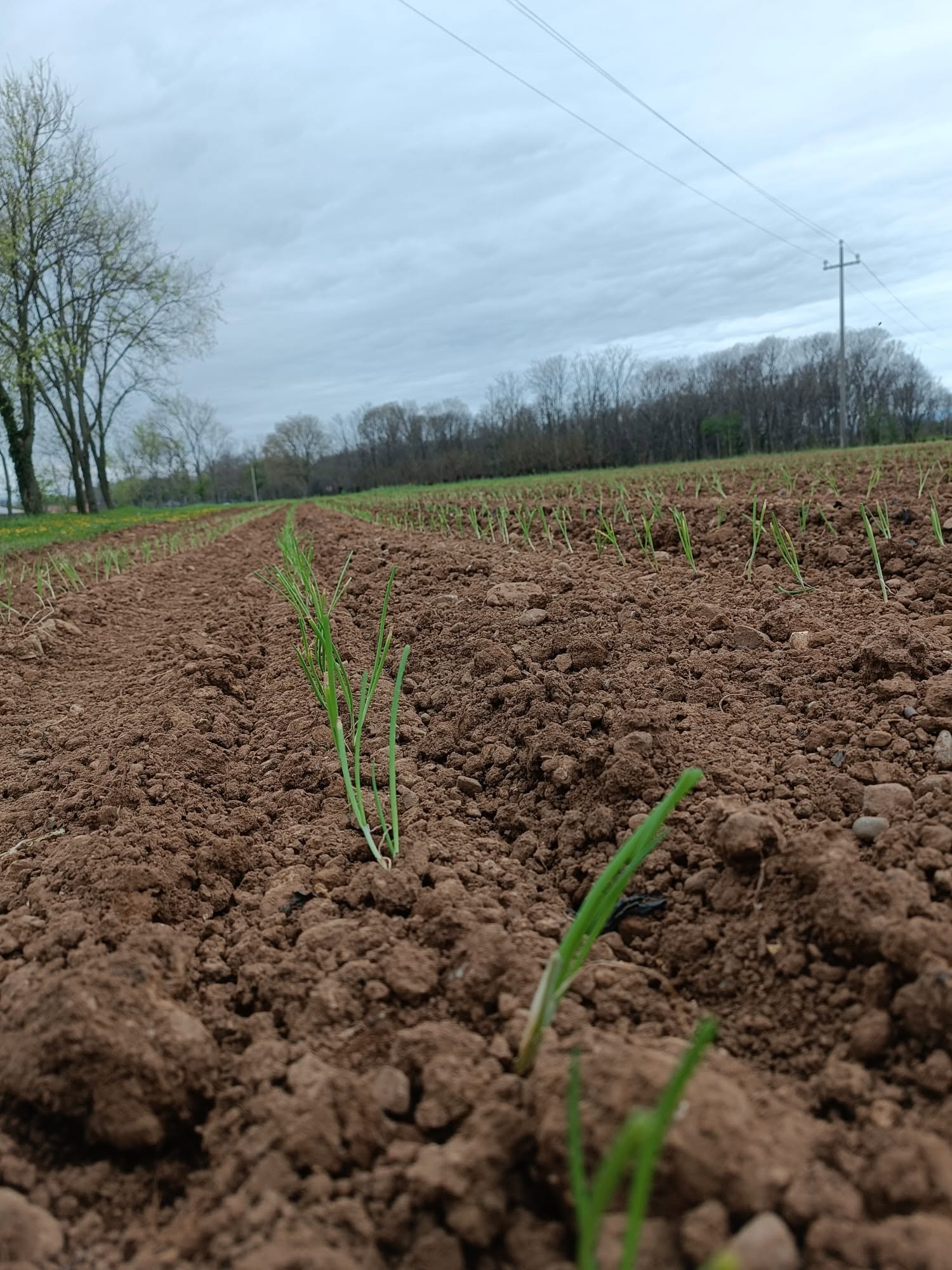 Filari di terra ricca e appena lavorata con i primi germogli dell'orto biologico
