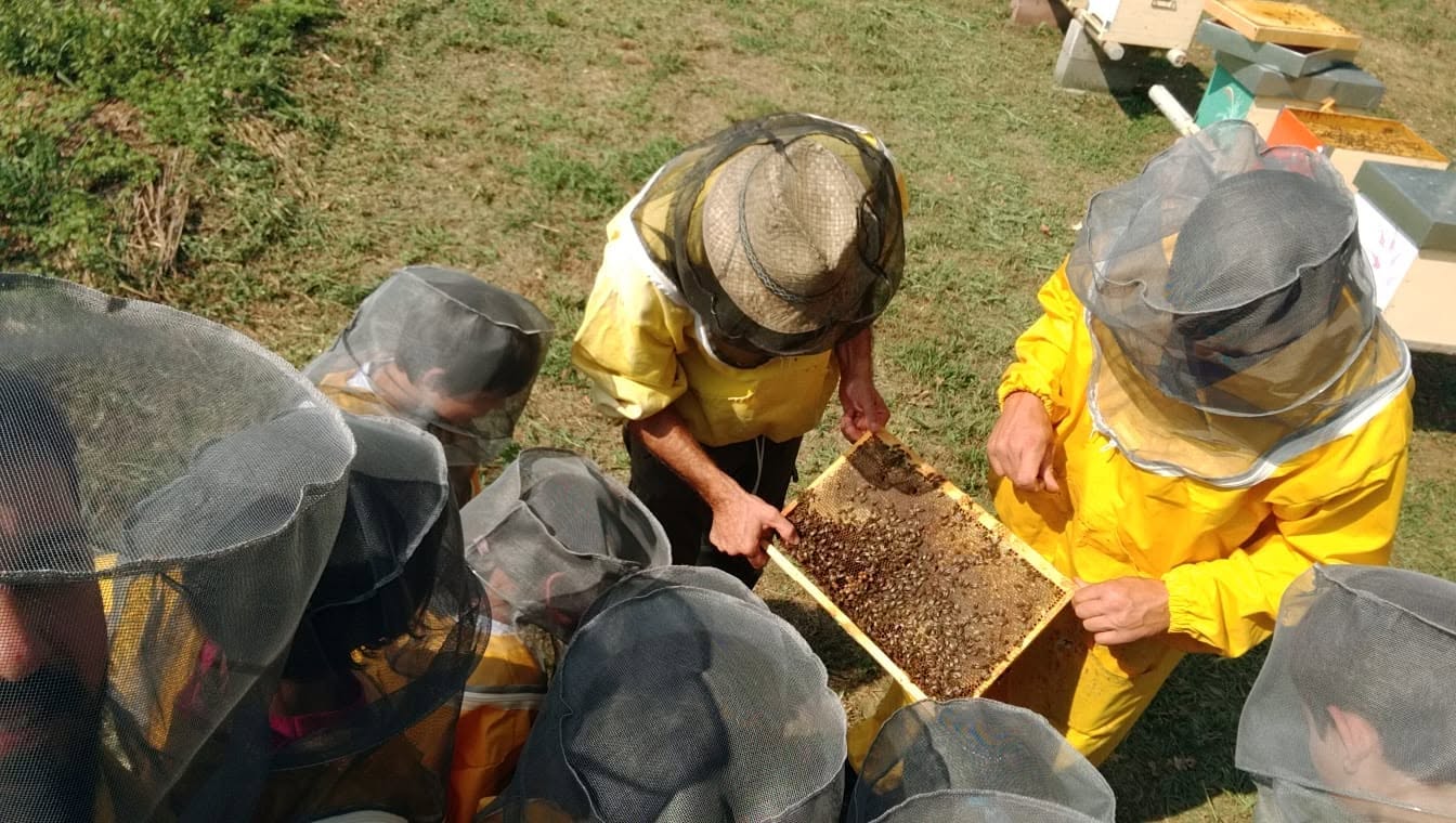 Bambini con le maschere protettive osservano un favo insieme all'apicoltore