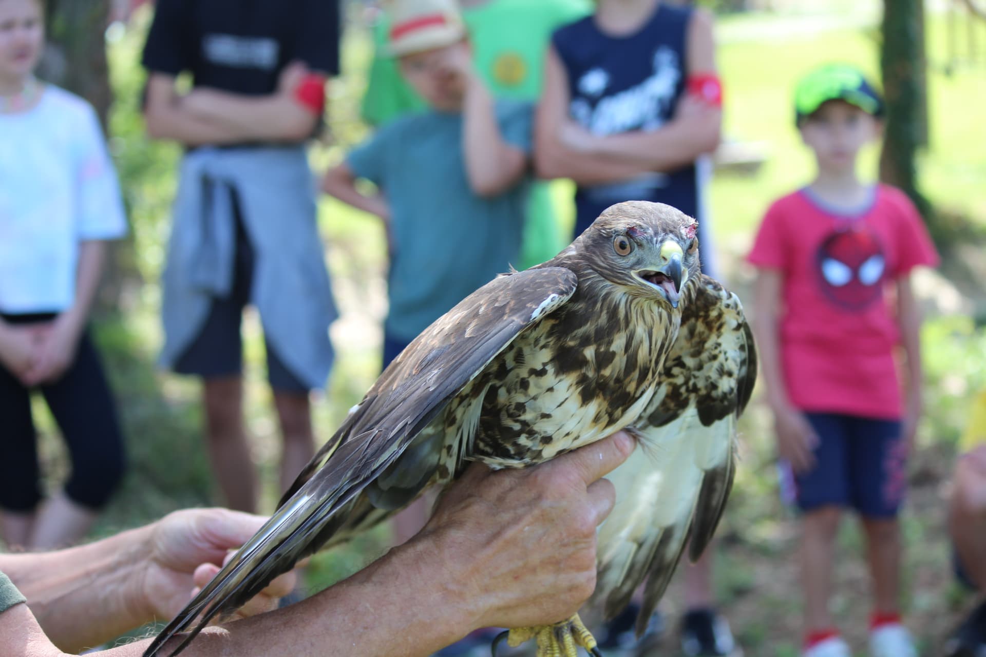 Un falco poggiato sulla mano dell'esperto mentre i bambini lo osservano da vicino