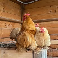 Galline appollaiate nel pollaio di legno