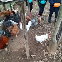 Bambini danno da mangiare alle galline nel recinto