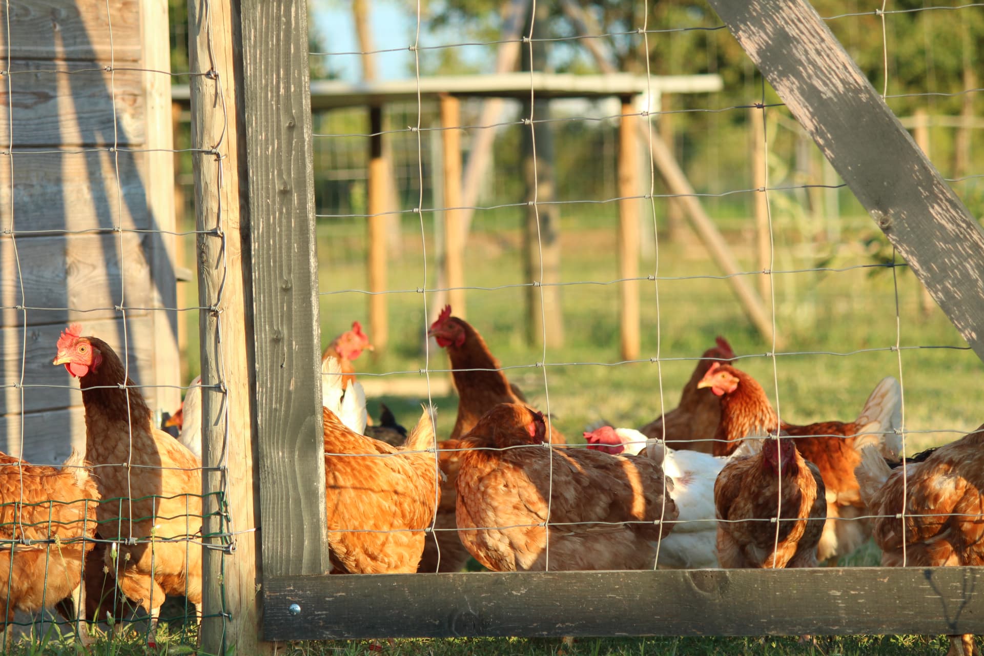 Galline nel recinto all'aperto illuminate dal sole del tramonto