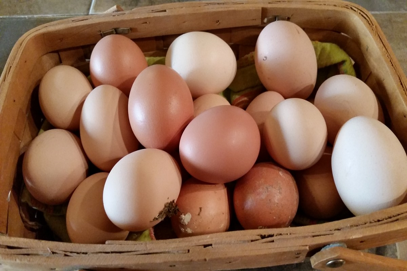 Cesta di uova fresche delle galline della fattoria