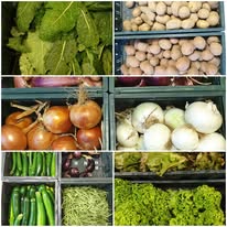 Cassette di verdure biologiche appena raccolte: patate, cipolle, zucchine e insalate